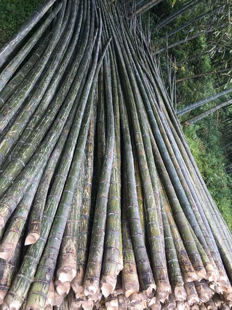 <strong>竹子撕碎處理的挑戰(zhàn)與特殊撕碎機(jī)的應(yīng)用</strong>