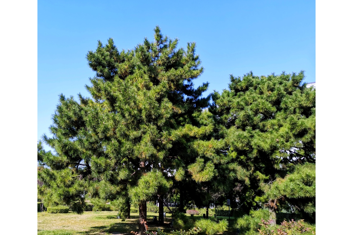 <strong>雙軸撕碎機：解鎖油松資源利用新路徑</strong>
